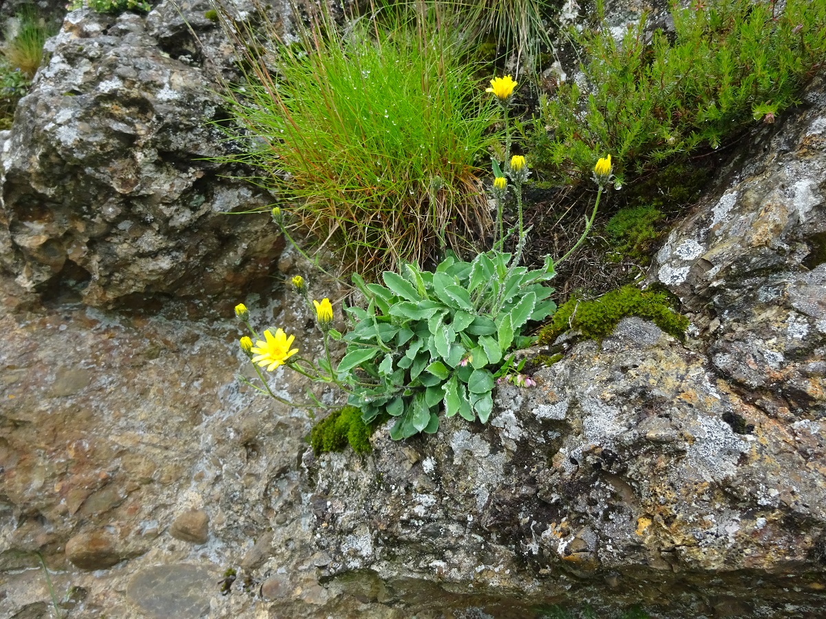 Hieracium ramondii (Asteraceae)